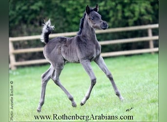 Ägyptischer Araber, Stute, Fohlen (04/2024), 153 cm, Rappe