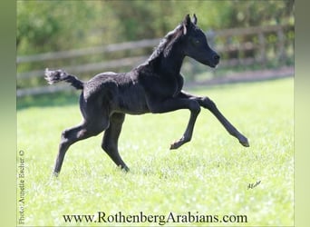 Ägyptischer Araber, Stute, , 154 cm, Rappe