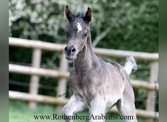 Ägyptischer Araber, Stute, , 154 cm, Rappe