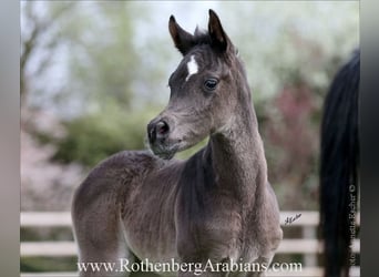 Ägyptischer Araber, Stute, , 154 cm, Rappe