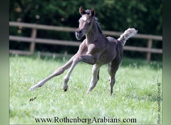 Ägyptischer Araber, Stute, Fohlen (04/2024), 154 cm, Schwarzbrauner