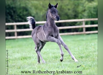 Ägyptischer Araber, Stute, Fohlen (04/2024), 154 cm, Schwarzbrauner