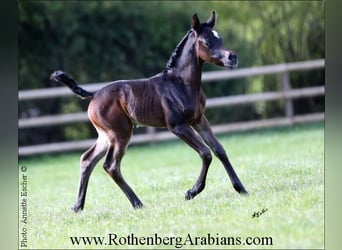 Ägyptischer Araber, Stute, Fohlen (04/2024), 154 cm, Schwarzbrauner