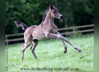 Ägyptischer Araber, Stute, Fohlen (04/2024), 154 cm, Schwarzbrauner