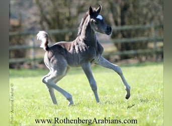 Ägyptischer Araber, Stute, Fohlen (03/2026), 155 cm, Kann Schimmel werden