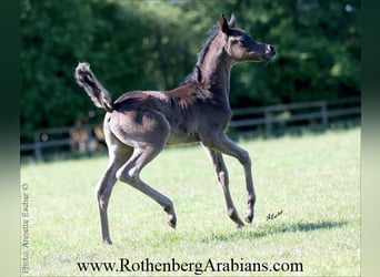 Ägyptischer Araber, Stute, Fohlen (03/2026), 155 cm, Kann Schimmel werden