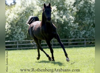 Ägyptischer Araber, Stute, Fohlen (03/2026), 155 cm, Kann Schimmel werden