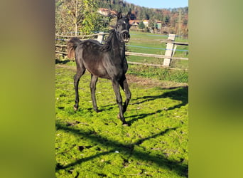 Ägyptischer Araber, Stute, Fohlen (05/2024), Rappe