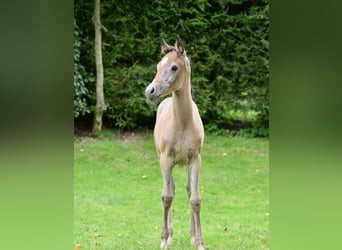 Ägyptischer Araber, Stute, Fohlen (05/2023), Schimmel