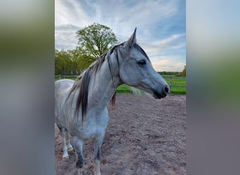 Ägyptischer Araber, Wallach, 11 Jahre, 155 cm, Apfelschimmel