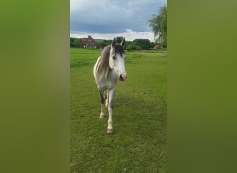 Ägyptischer Araber, Wallach, 11 Jahre, 155 cm, Apfelschimmel