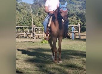 Ägyptischer Araber, Wallach, 11 Jahre, 164 cm, Fuchs