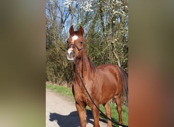 Ägyptischer Araber, Wallach, 12 Jahre, 148 cm, Fuchs