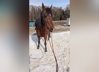 Ägyptischer Araber, Wallach, 13 Jahre, 144 cm, Dunkelbrauner