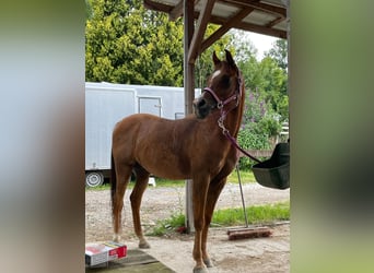 Ägyptischer Araber, Wallach, 13 Jahre, 154 cm, Fuchs