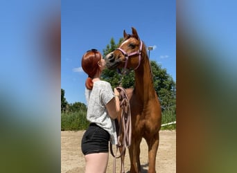 Ägyptischer Araber, Wallach, 13 Jahre, 154 cm, Fuchs