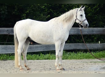 Ägyptischer Araber, Wallach, 14 Jahre, 154 cm, Schimmel