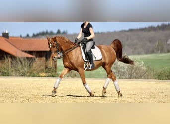 Ägyptischer Araber, Wallach, 15 Jahre, 155 cm, Fuchs