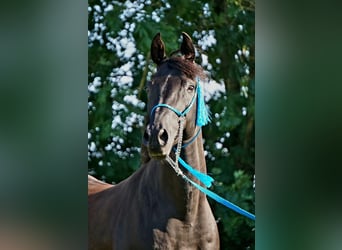 Ägyptischer Araber, Wallach, 15 Jahre, 159 cm, Rappe