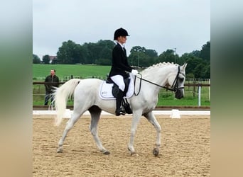 Ägyptischer Araber, Wallach, 18 Jahre, 152 cm, Fliegenschimmel