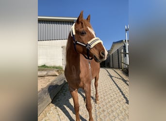 Ägyptischer Araber, Wallach, 19 Jahre, 150 cm, Fuchs