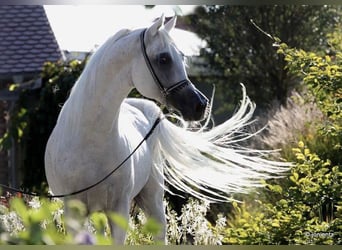 Ägyptischer Araber, Wallach, 19 Jahre, 152 cm, Fliegenschimmel