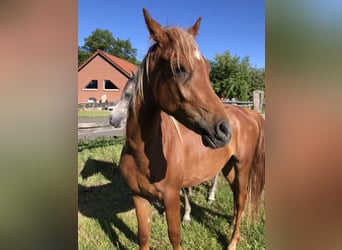 Ägyptischer Araber, Wallach, 2 Jahre, 153 cm, Fuchs