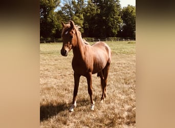 Ägyptischer Araber, Wallach, 2 Jahre, 153 cm, Fuchs
