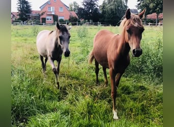 Ägyptischer Araber, Wallach, 2 Jahre, 153 cm, Fuchs