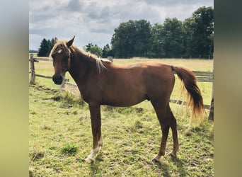 Ägyptischer Araber, Wallach, 2 Jahre, 153 cm, Fuchs