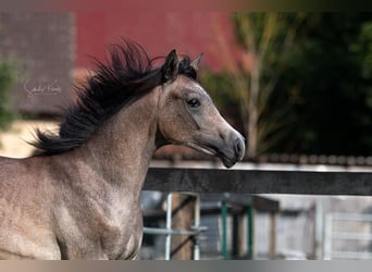 Ägyptischer Araber, Wallach, 2 Jahre, 155 cm, Kann Schimmel werden