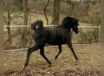 Ägyptischer Araber, Wallach, 2 Jahre, Rappe