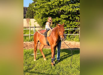 Ägyptischer Araber, Wallach, 3 Jahre, 152 cm, Fuchs