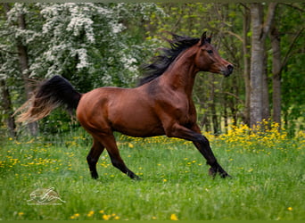 Ägyptischer Araber, Wallach, 3 Jahre, 153 cm, Brauner