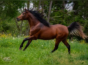 Ägyptischer Araber, Wallach, 3 Jahre, 153 cm, Brauner
