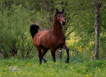 Ägyptischer Araber, Wallach, 3 Jahre, 153 cm, Brauner