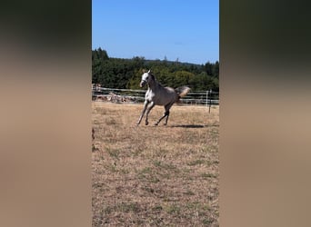Ägyptischer Araber, Wallach, 4 Jahre, 150 cm, Schimmel