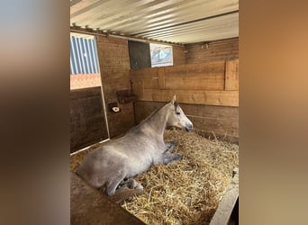 Ägyptischer Araber, Wallach, 4 Jahre, 150 cm, Schimmel