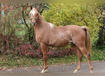 Ägyptischer Araber, Wallach, 4 Jahre, 155 cm, Rabicano