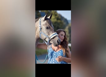 Ägyptischer Araber, Wallach, 4 Jahre, 158 cm, Schimmel