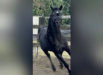 Ägyptischer Araber, Wallach, 4 Jahre, 162 cm, Rappe