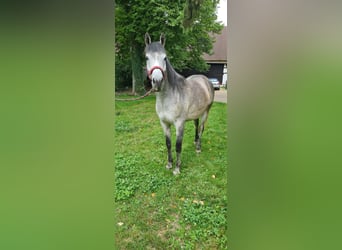 Ägyptischer Araber, Wallach, 5 Jahre, 160 cm, Apfelschimmel