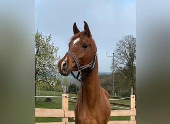 Ägyptischer Araber, Wallach, 5 Jahre, 160 cm, Fuchs