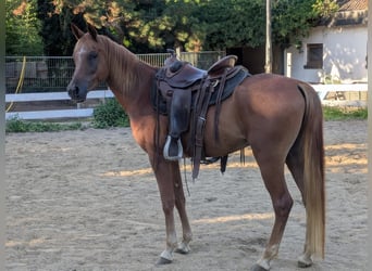 Ägyptischer Araber, Wallach, 5 Jahre, Fuchs