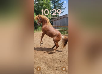 Ägyptischer Araber, Wallach, 6 Jahre, 146 cm, Fuchs