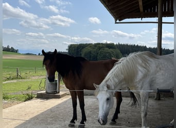 Ägyptischer Araber, Wallach, 6 Jahre, 155 cm, Brauner