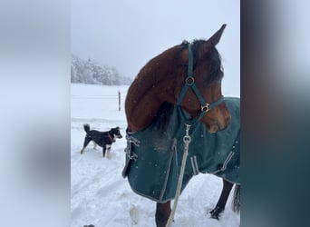 Ägyptischer Araber, Wallach, 6 Jahre, 155 cm, Brauner