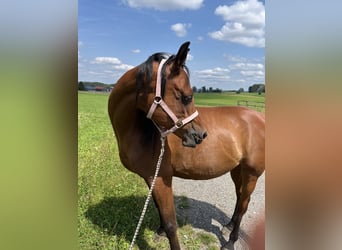 Ägyptischer Araber, Wallach, 6 Jahre, 155 cm, Brauner