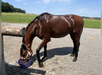 Ägyptischer Araber, Wallach, 6 Jahre, 155 cm, Brauner