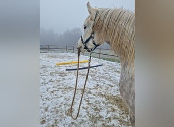 Ägyptischer Araber, Wallach, 6 Jahre, 168 cm, Apfelschimmel